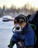 Как выгуливать собаку зимой?